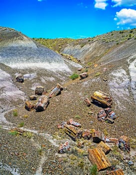 Petrified Forest, Arizona