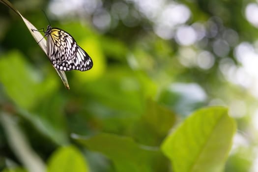 Beautiful rice paper butterfly is posing on a plant leaf.. There is enough free space for your use on the photo.