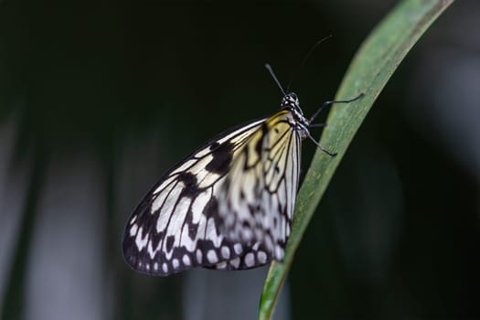 Beautiful rice paper butterfly is posing on a plant leaf on the dark background. Horizontally.