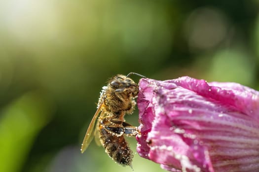 Honey bee  is pollinating Hibiscus flower closeup. Horizontally.