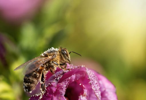 Honey bee  is sitting on Hibiscus flower closeup. Horizontally.