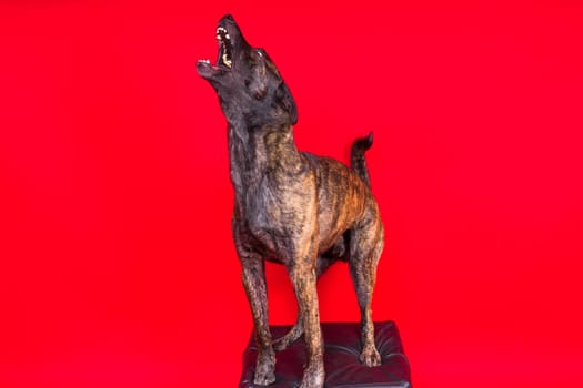Brown dog shepherd executes command on a dark red yellow background