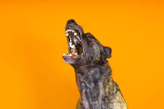 Brown dog shepherd executes command on a dark red yellow background