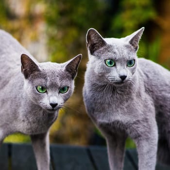British Shorthair blue cat lying and sitting on a wooden table in green garden.