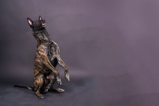 Brown dog shepherd executes command on a dark red yellow background