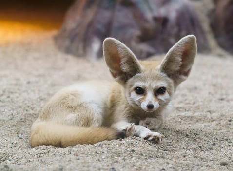 fennec fox (Vulpes zerda) is a small  fox  in the Sahara
