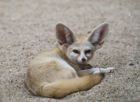 fennec fox (Vulpes zerda) is a small  fox  in the Sahara