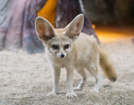 fennec fox (Vulpes zerda) is a small  fox  in the Sahara
