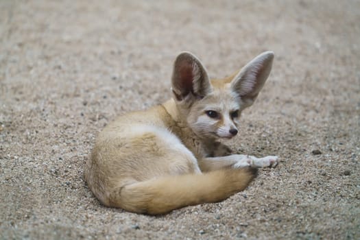 fennec fox (Vulpes zerda) is a small  fox  in the Sahara