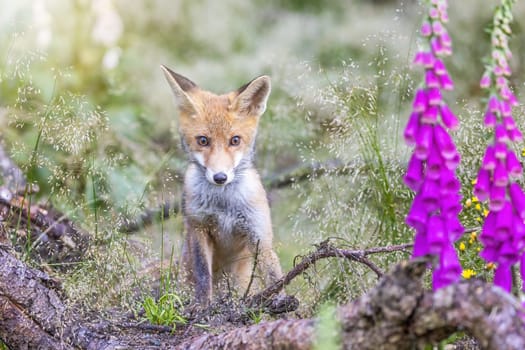 Front view of cute fox cub posing near the Foxglove Flower looking at the camera.  Horizontally.