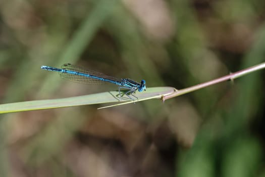 White legged damselfly (Platycnemis pennipes) is posing on the blade of grass. Horizontally.