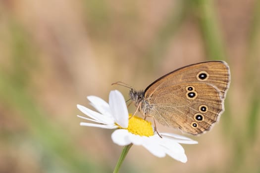 Closeup side view of Ringlet Butterfly (Aphantopus hyperantus) posing on white flower.