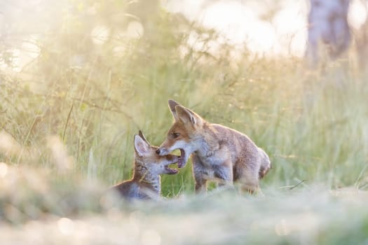 Pair of cute fox cubs is playing in field in the sunlight.  Horizontally.