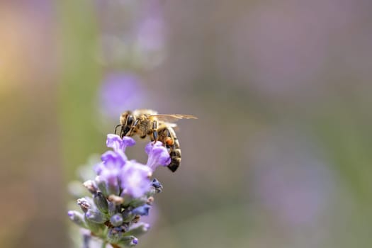 Side view of honey bee pollinating violet lavender flower closeup.  Horizontally.
