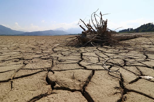 A tree root on the bottom of a dried up lake. The dried up lake Forggensee in Allgäu