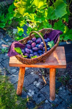 Fresh organic plums in basket in garden