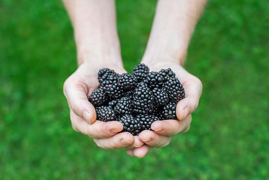 Women hands picking ripe blackberries close up shoot. Harvesting concept.