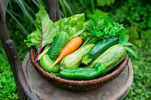 Harvest of fresh vegetables in a basket in the garden. Garden produce and harvested vegetable. Fresh farm vegetables in basket