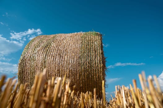 Straw bale on the field, cultivated barley, harvest in the summer, agriculture for food, farmland on the countryside
