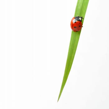 red ladybug on green grass isolated