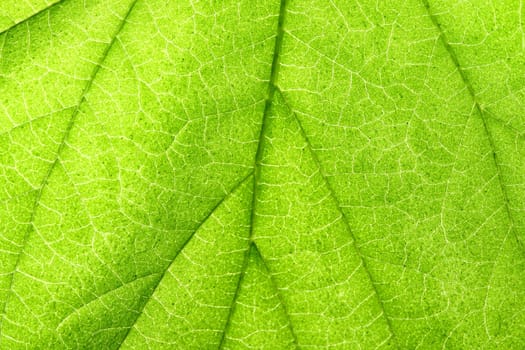 green leaf close up nature background