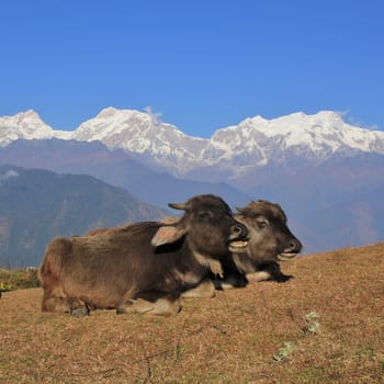Water buffalo babies resting in Ghale Gaun, Nepal. Snow capped Manaslu range.