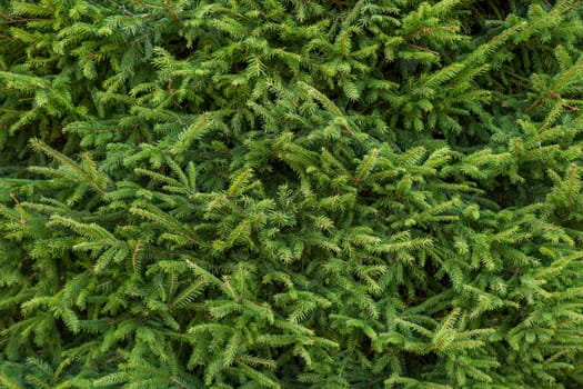 Background of evergreen branches of a Christmas tree. Fragment from a huge tree with selective focus.