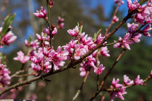 Peach branches full of pink flowers in a field of almond trees on a cloudy day