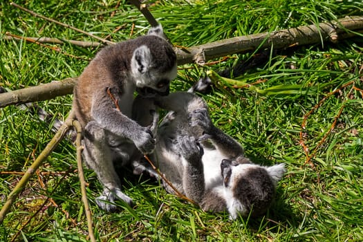 Denmark - Ebeltoft, Ree Safari Park - Playing Katta Babies