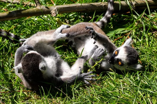 Denmark - Ebeltoft, Ree Safari Park - Playing Katta Babies
