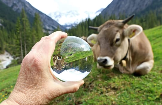 A young brown cattle with horns in the mountains reflected in a sphere
