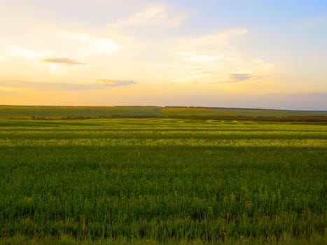 field and sky