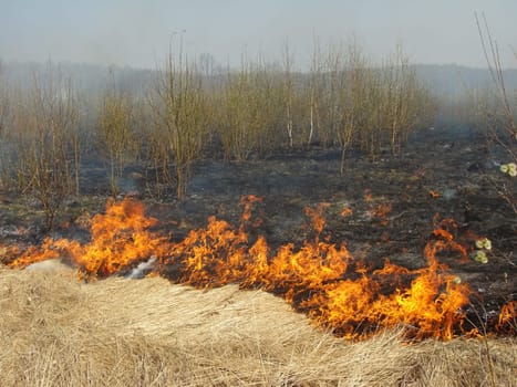 burning dry grass at the spring field