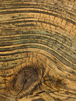 Weathered drift wood with knot