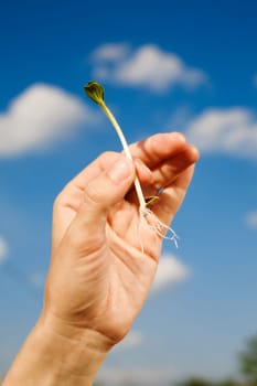 small sprout in the hand over the sky