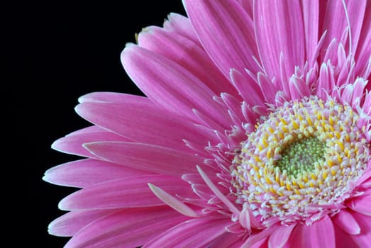 Closeup photo of pink daisy-gerbera