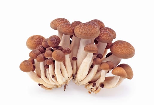 Fresh mushrooms isolated on a white background