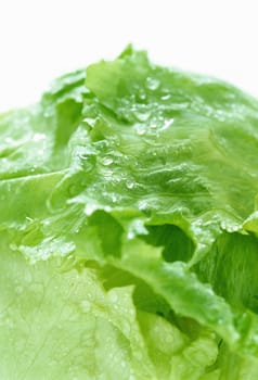 Green lettuce and waterdrops