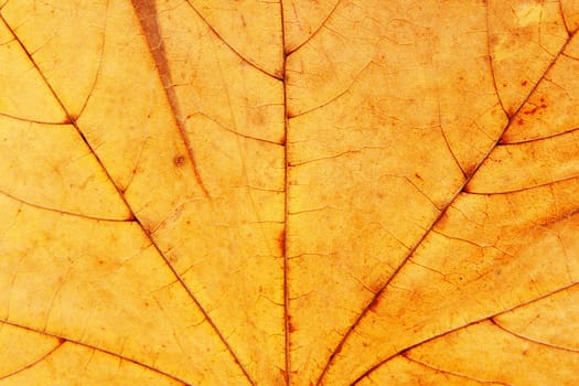 dry maple leaf macro texture