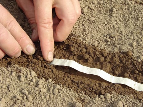 woman hands sowing seeds on tape