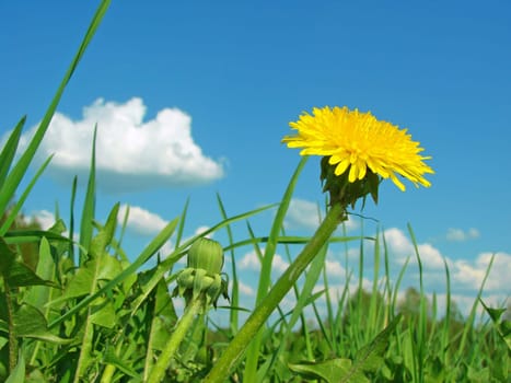 yellow dandelion against blue sky with clouds