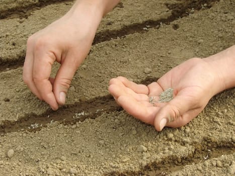 woman hands sowing seeds