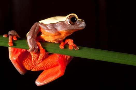 Bolivian tree frog (Hypsiboans triangularum) sitting on a branch in the rainforest at night