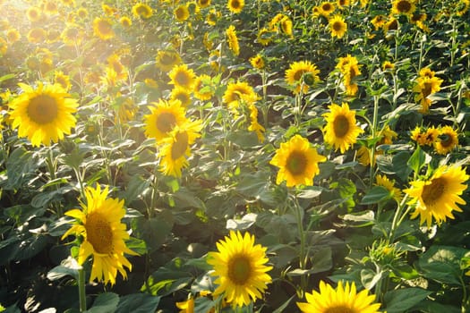 sunflower field