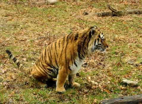 Wild tiger in its natural habitat
