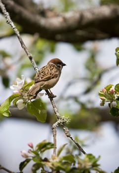 Bird in a tree