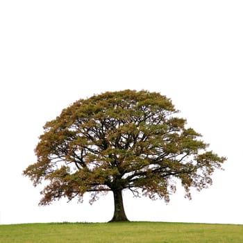 Oak tree in atumn in a field, isolated over white background.