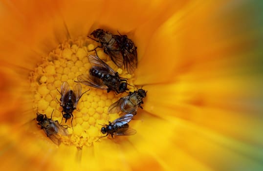 Team gets together for morning meeting on the orange flower