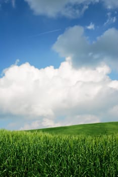 Green wheat fields with moody sky