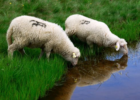 Sheep on the Bistra mountain from Macedonia